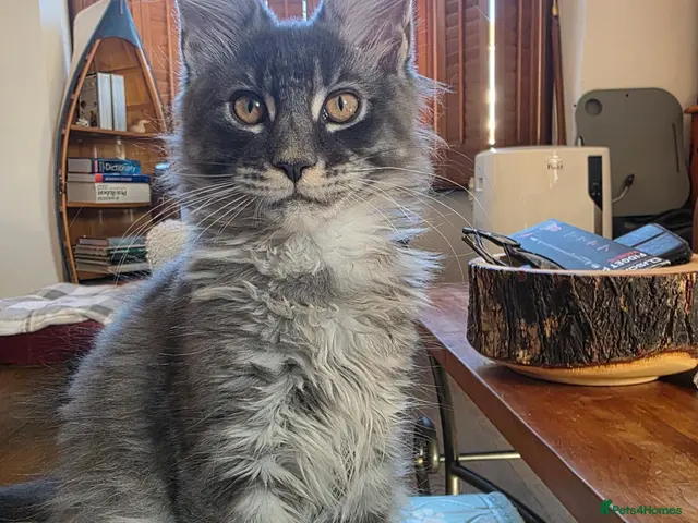 Maine Coon cats for sale: Beautiful Maine Coon kitten - Advert 2