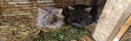 Lionhead rabbits for sale: Cute fluffy friendly lionhead babies-2boys left - Advert 8