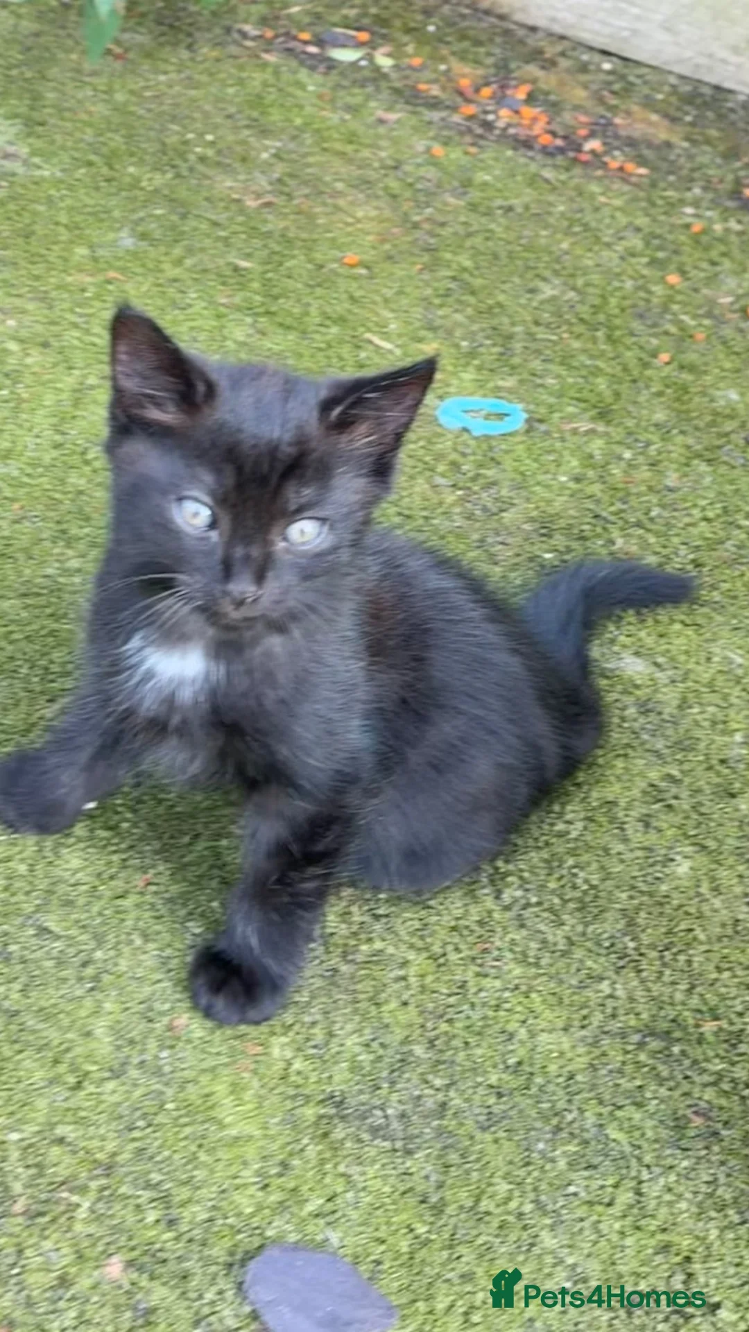 Mixed Breed cats for sale: Kitty  - Advert 2