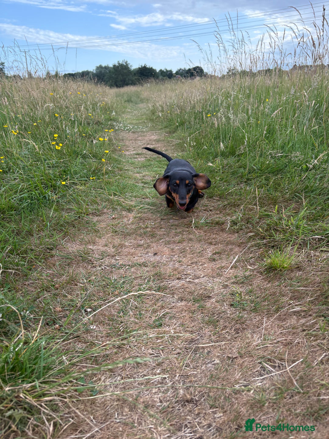 Miniature Dachshund dogs for sale: Miniature Dachshund  - Image 4