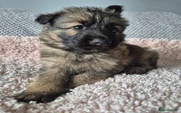German Shepherd dogs for sale: KC REGISTERED HEALTH TESTED PARENTS READY NOW - Image 7