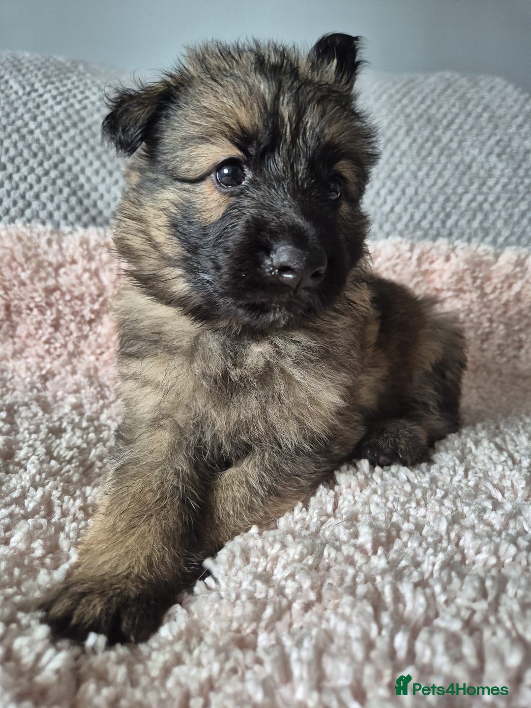 German Shepherd dogs for sale: KC REGISTERED HEALTH TESTED PARENTS READY NOW - Image 7