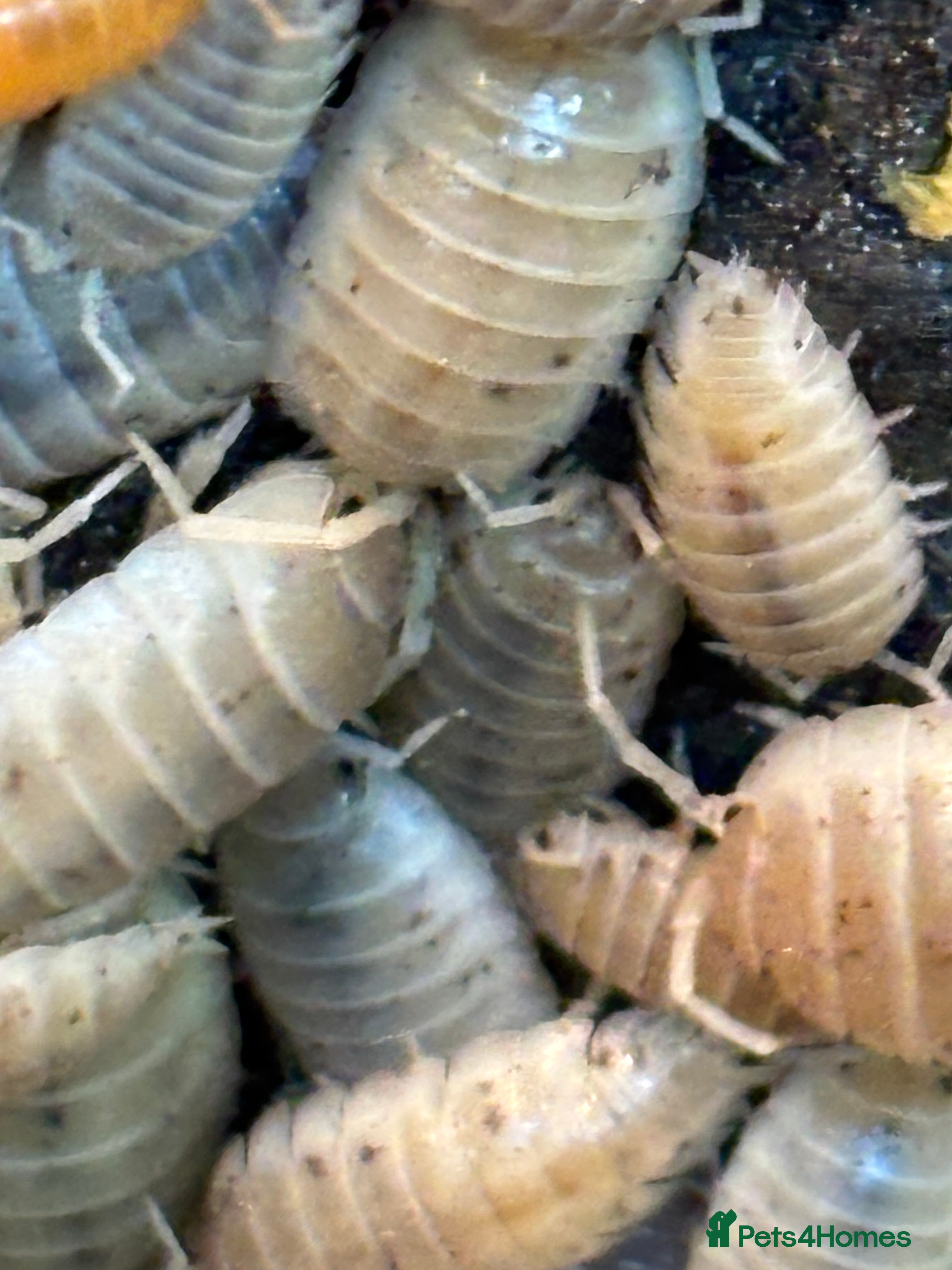 Isopods invertebrates Mixed bundles of tropical woodlice - Advert 2