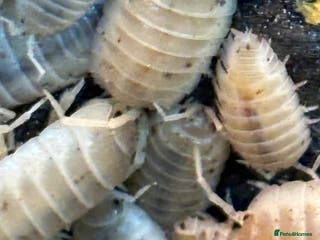 Isopods invertebrates Mixed bundles of tropical woodlice - Advert 1