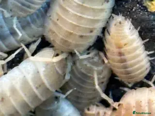 Isopods invertebrates Mixed bundles of tropical woodlice - Advert 1