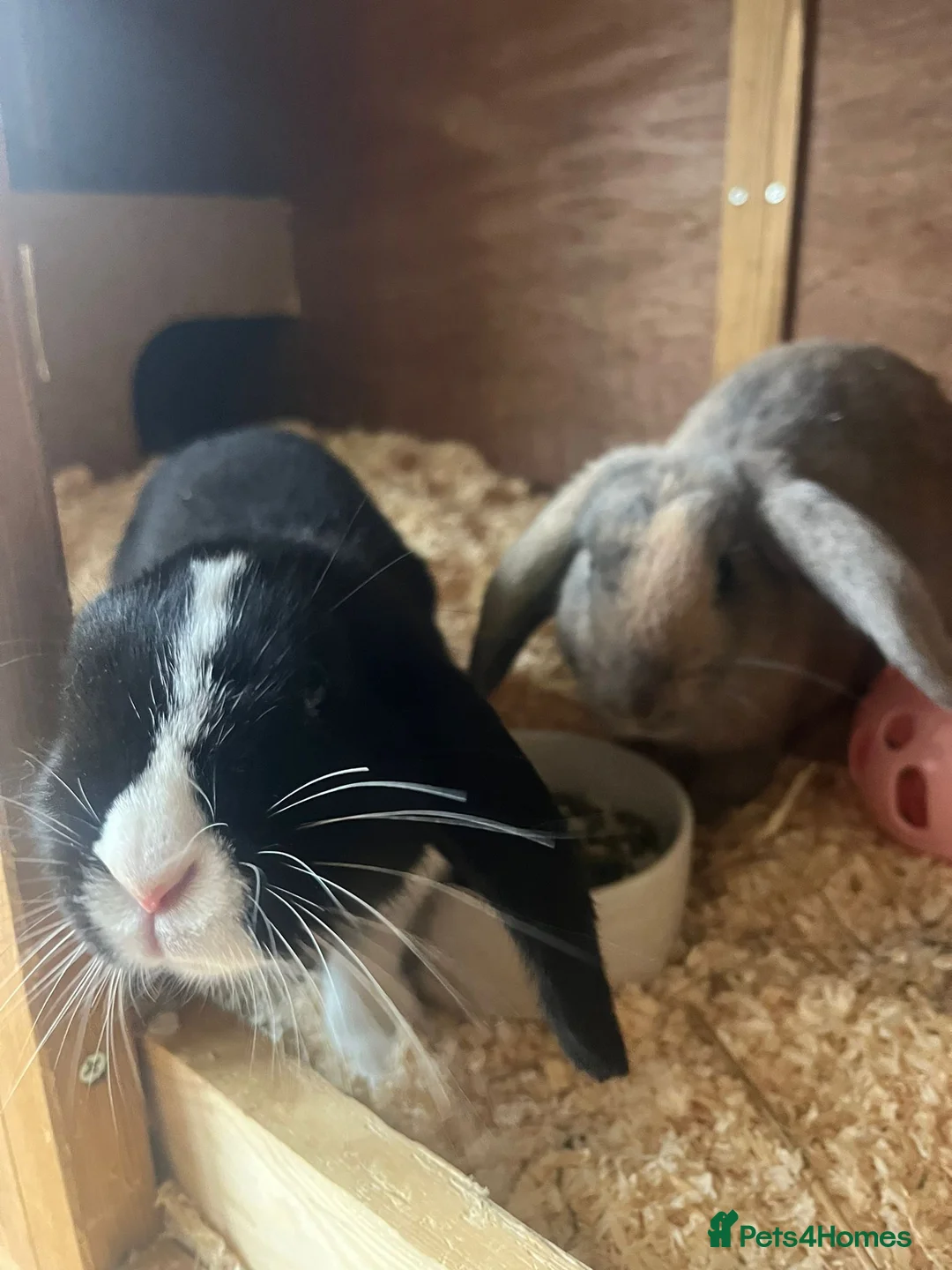 Mini Lop rabbits for sale: 1 mini lop and 1 lop eared rabbit with hutch  - Advert 1