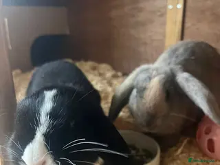 Mini Lop rabbits 1 mini lop and 1 lop eared rabbit with hutch - Advert 1