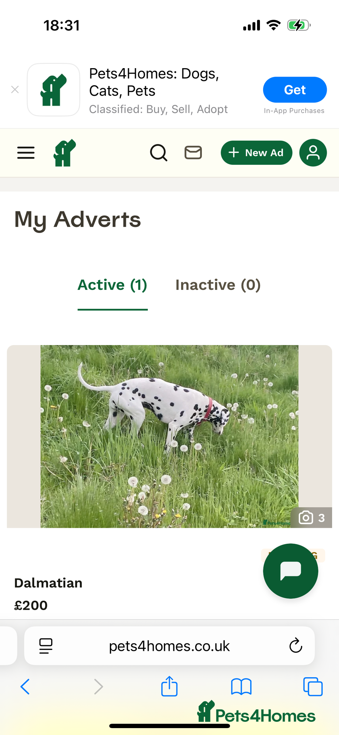 Dalmatian dogs for sale: Dalmatian  - Image 3