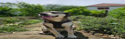 Mixed Breed dogs for adoption: Lajka – Gentle, Sweet Natured Girl - Advert 4
