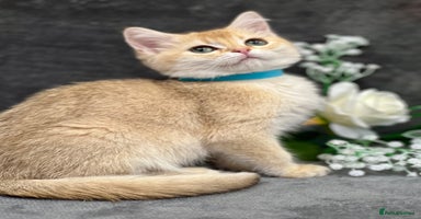 British Shorthair cats - Advert 1