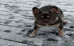 French Bulldog dogs for sale: French bulldog  - Image 4