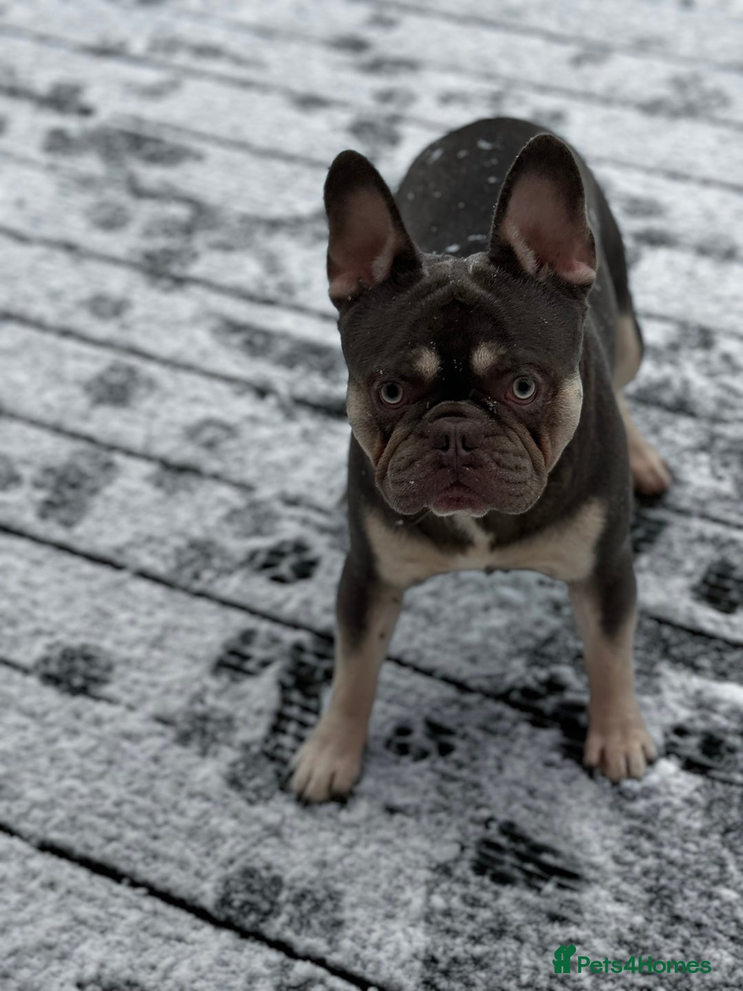 French Bulldog dogs for sale: French bulldog  - Image 4