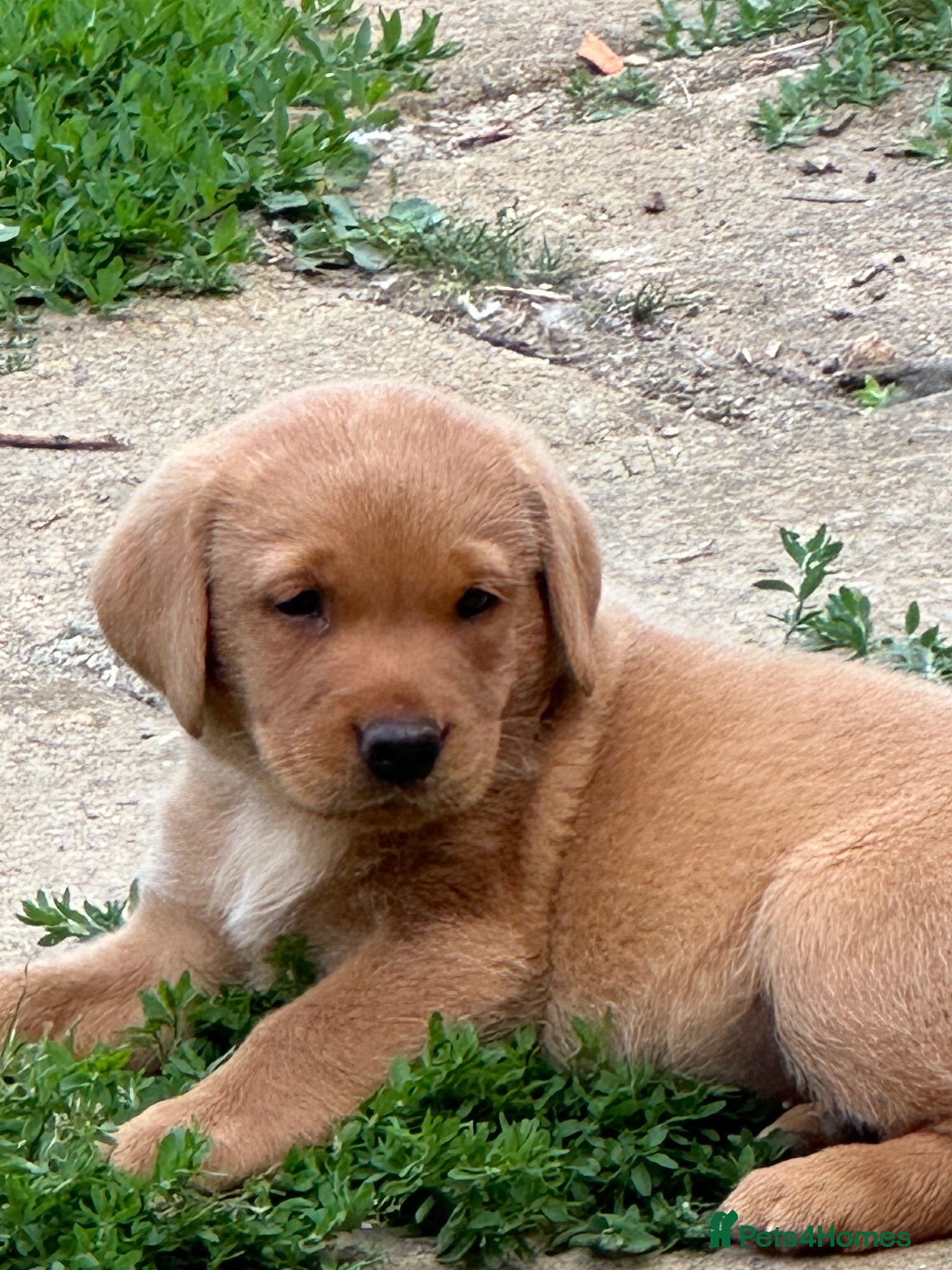 Labrador Retriever dogs Exquisite Fox Red KC Labrador Puppies  - Advert 22
