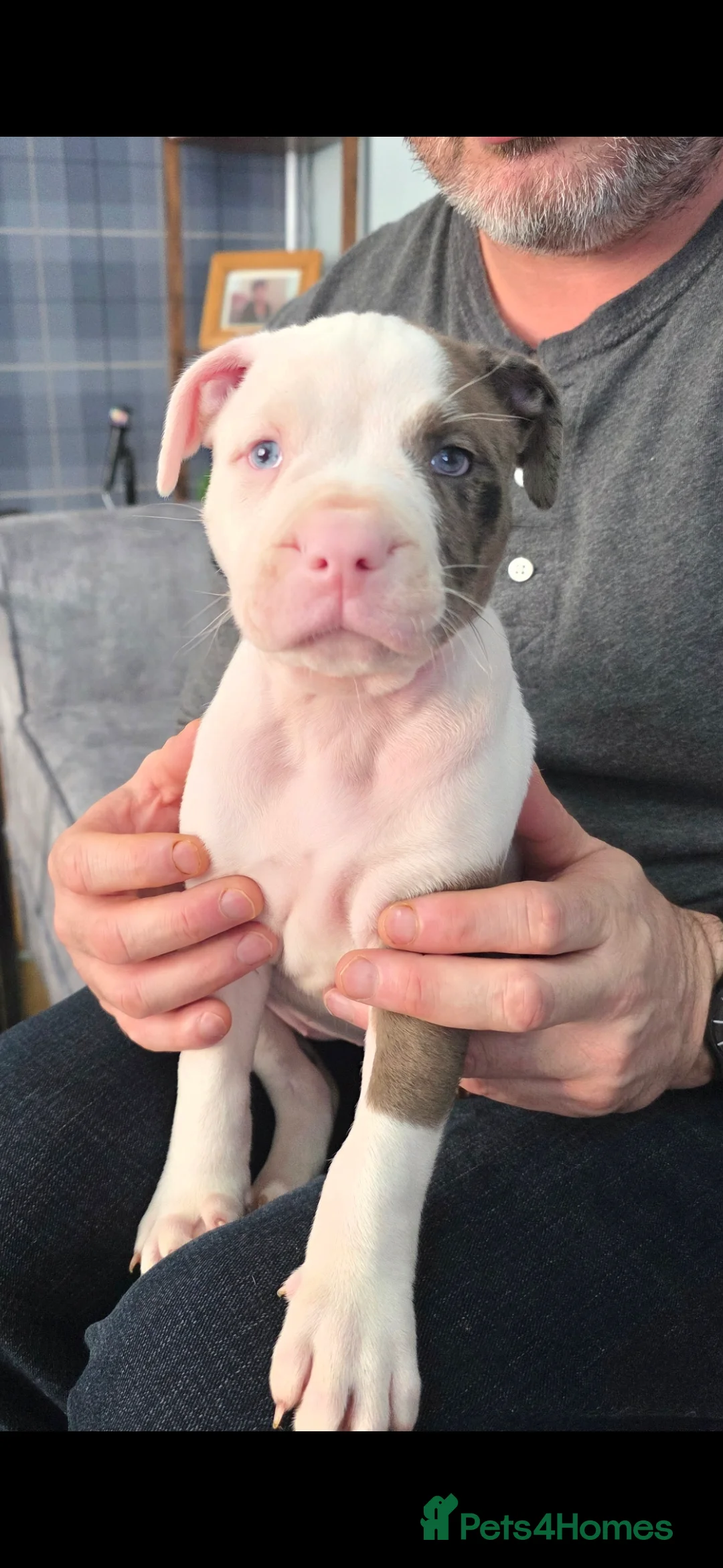 Mixed Breed dogs for sale: Female Staffy X Alapaha Blue Blood Bulldog Pups - Advert 24