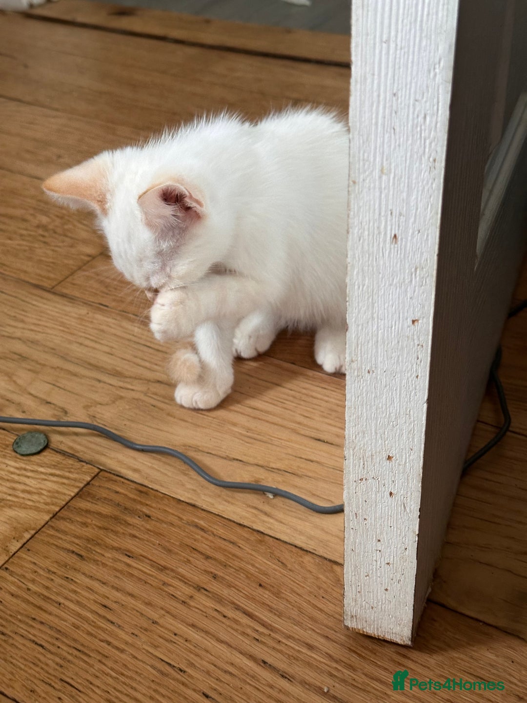 Mixed Breed cats for sale: Beautiful mixed breed kittens  - Image 4