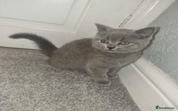 British Shorthair cats for sale: 3 beautiful bsh female kittens available  - Image 8