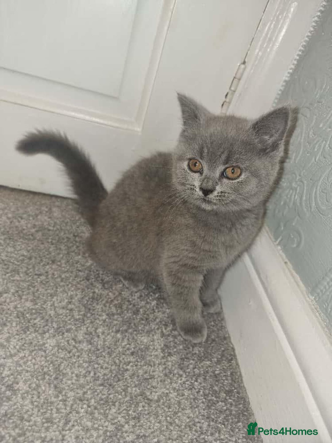 British Shorthair cats for sale: 3 beautiful bsh female kittens available  - Image 8