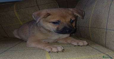 Mixed Breed dogs - Advert 9