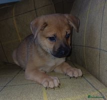 Mixed Breed dogs - Advert 1