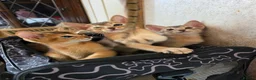 Abyssinian cats for sale: Abyssinian Kittens HCM Clear | Champion Bloodlines - Advert 3