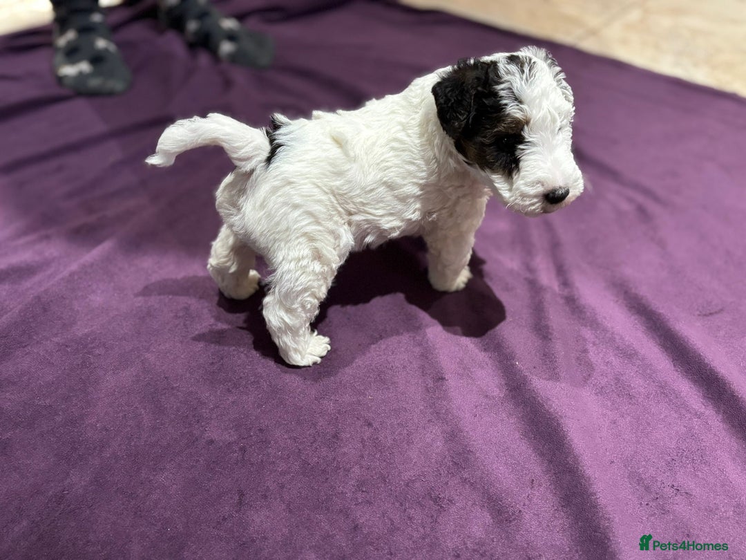 Fox Terrier dogs for sale: wire hair fox terrier puppies - Advert 5