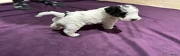 Fox Terrier dogs for sale: Sold wire hair fox terrier puppies - Advert 5