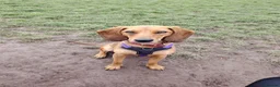 Mixed Breed dogs for adoption: Winnie Beautiful girl Looking for Forever Home  in Wirral - Advert 15