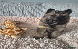 German Shepherd dogs for sale: KC REGISTERED HEALTH TESTED PARENTS READY NOW - Image 14