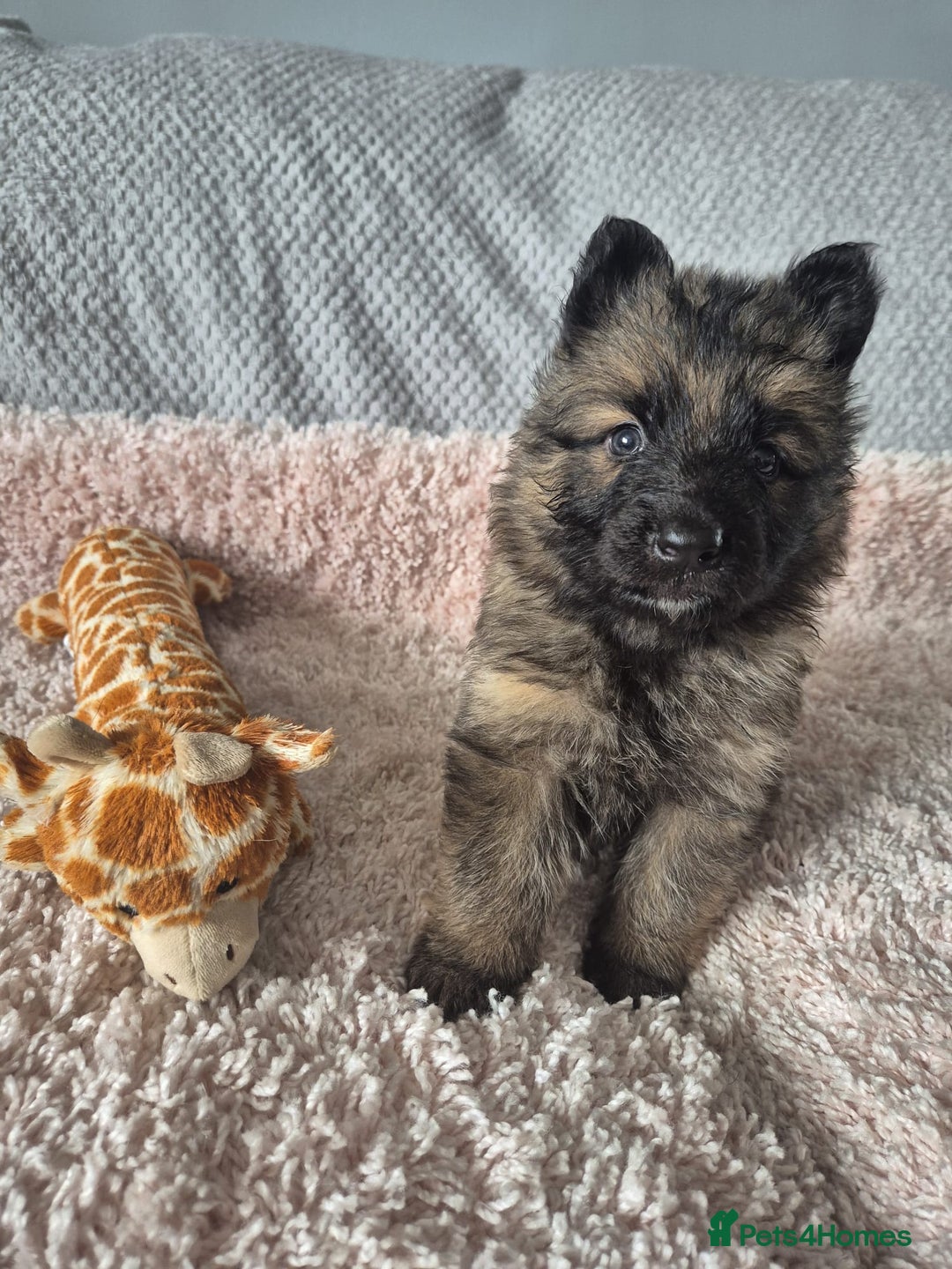 German Shepherd dogs for sale: KC REGISTERED HEALTH TESTED PARENTS READY NOW - Image 14
