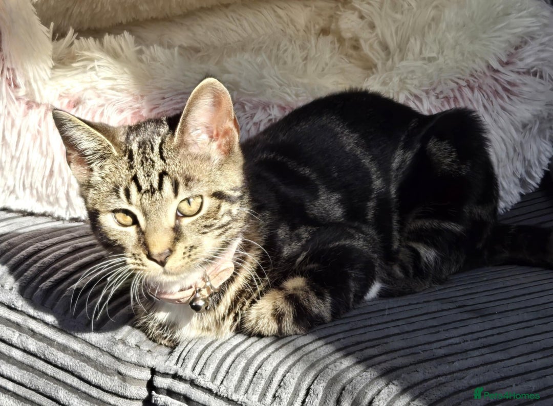 Mixed Breed cats for sale: tigger - Image 4