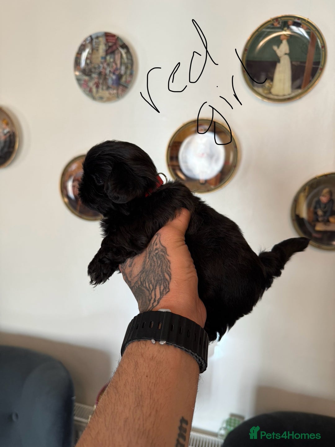 Shih Tzu dogs for sale: Shih Tzu - Image 4
