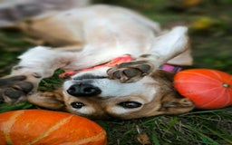 Mixed Breed dogs for adoption: 💖🐶 EVA 🐶💖 - Image 6