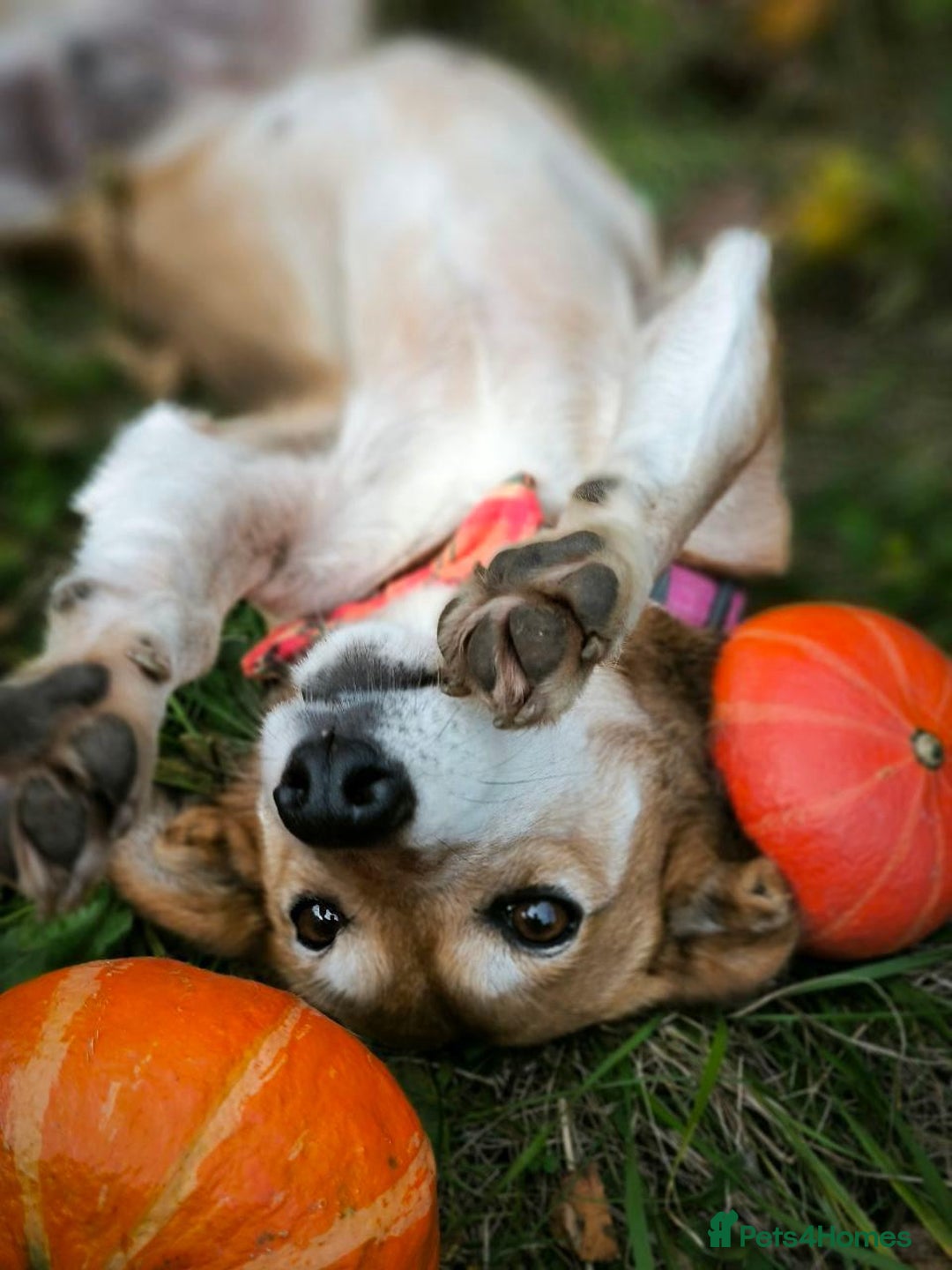 Mixed Breed dogs for adoption: 💖🐶 EVA 🐶💖 - Image 6