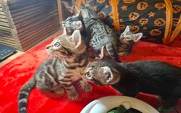 Bengal cats for sale: 🌟 Premium Bengal Tica Kittens – 5★Breeder 🌟 - Image 5