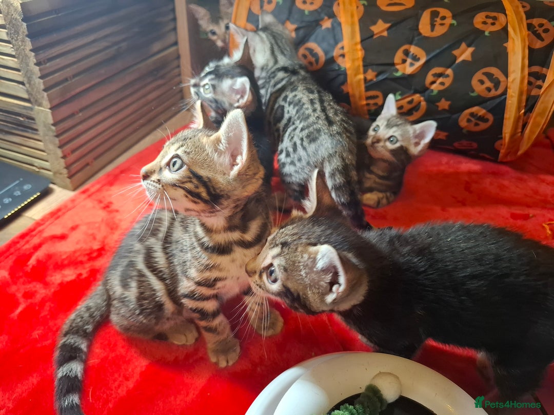 Bengal cats for sale: 🌟 Premium Bengal Tica Kittens – 5★Breeder 🌟 - Image 5