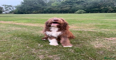 Australian Shepherd dogs in Scunthorpe - Advert 12