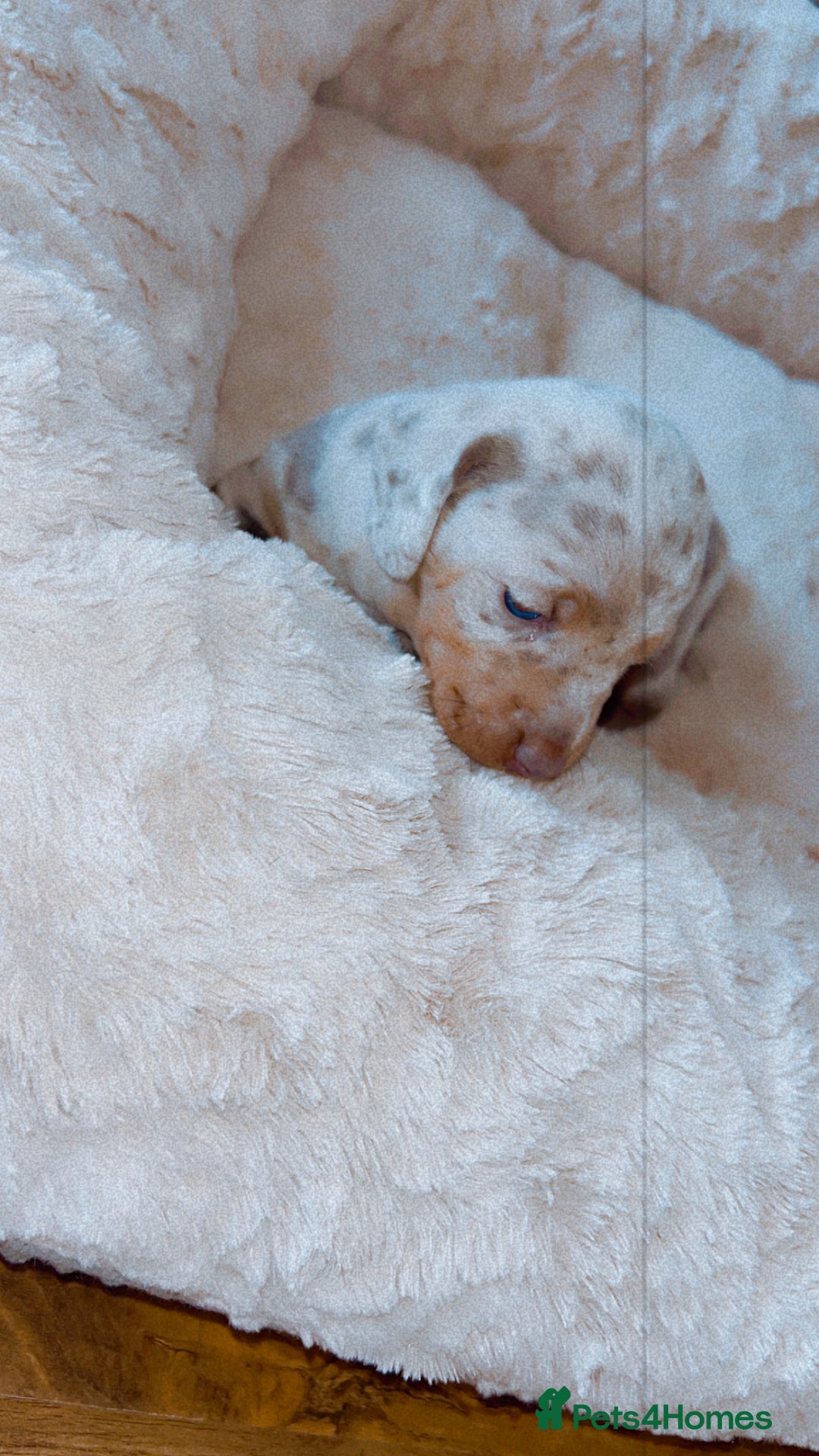 Dachshund dogs for sale: Dachshund  - Image 4