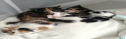 Mixed Breed cats for sale: 4 Beautiful cheeky kittens  - Advert 10
