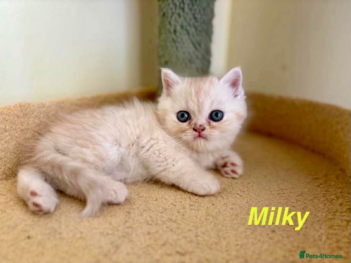 Persian cats **Last 2** Beautiful Persian Exotic Kittens - Advert 6