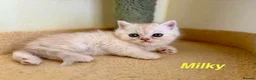Persian cats for sale: Beautiful Persian Exotic Boy Kittens - Advert 5