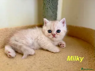Persian cats **Last 2** Beautiful Persian Exotic Kittens - Advert 6