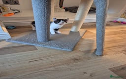 Mixed Breed cats for sale: Kittens for sale - Image 1
