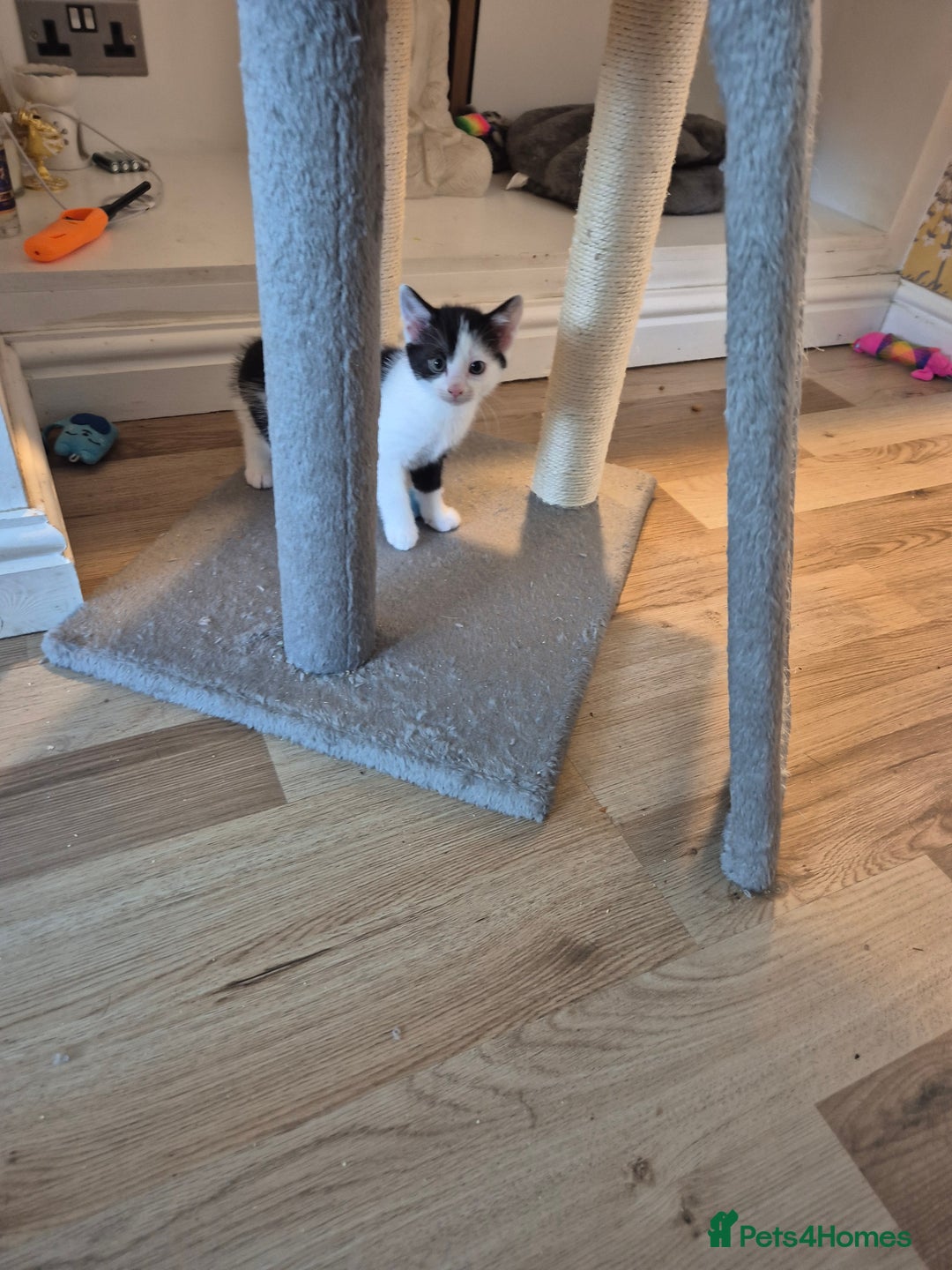 Mixed Breed cats for sale: Kittens for sale - Image 1
