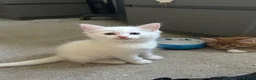 Maine Coon cats for sale: Beautiful Maine coon / Ragdoll Kitten  in Bristol - Advert 1