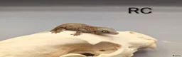 Gecko reptiles for sale: Orange striped gargoyle gecko  - Advert 2