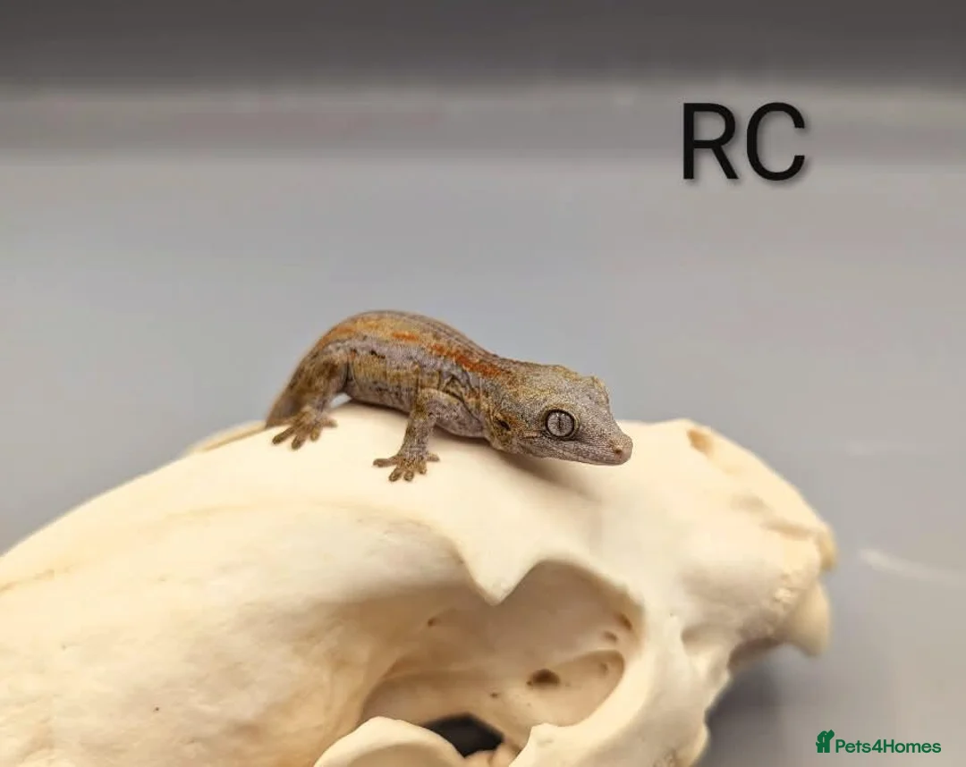Gecko reptiles for sale: Orange striped gargoyle gecko  - Advert 2