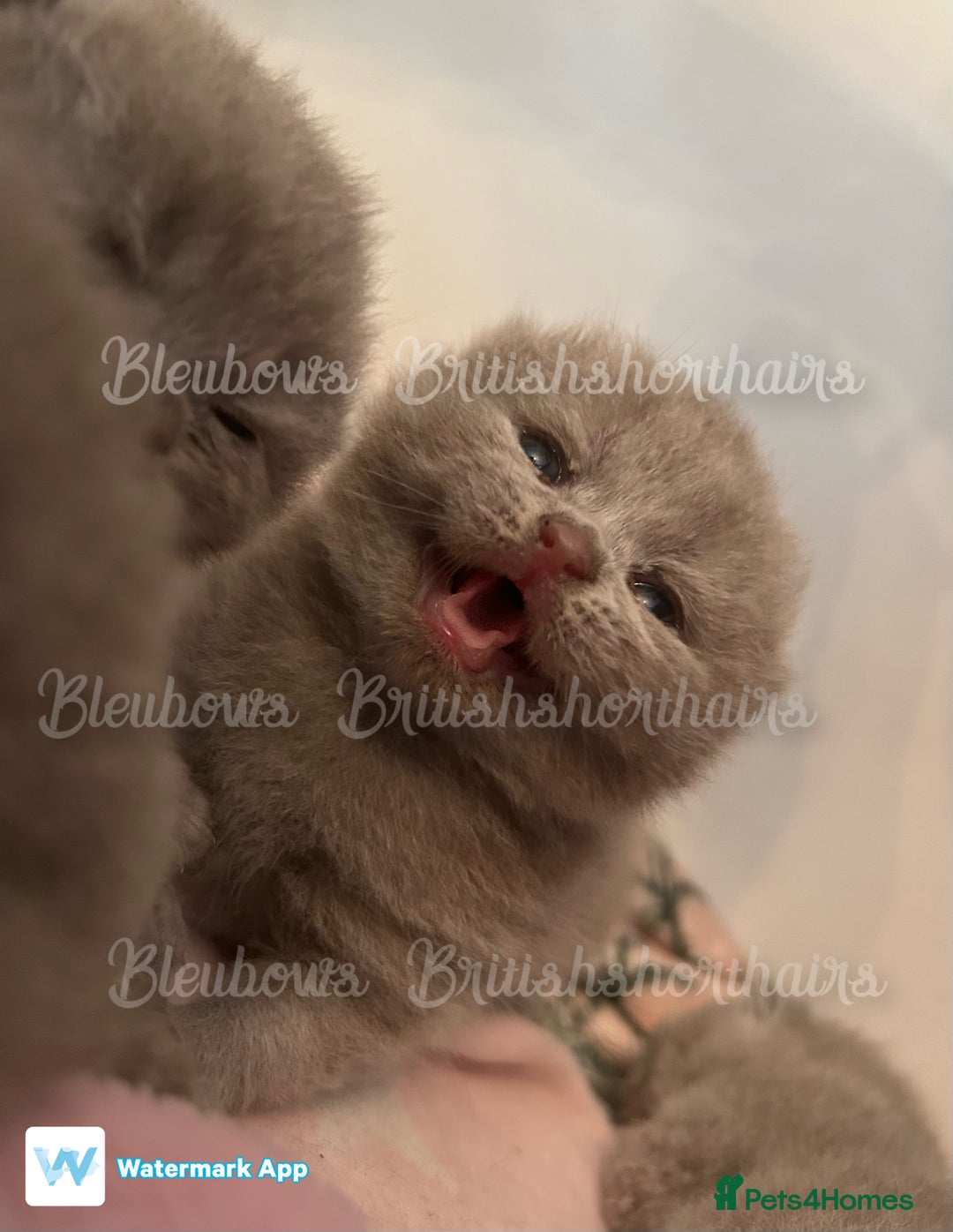 British Shorthair cats for sale: Gccf Bsh Lilac Babies - Image 4
