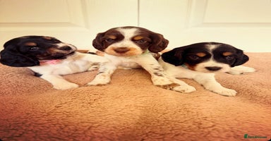 Cocker Spaniel dogs - Advert 14