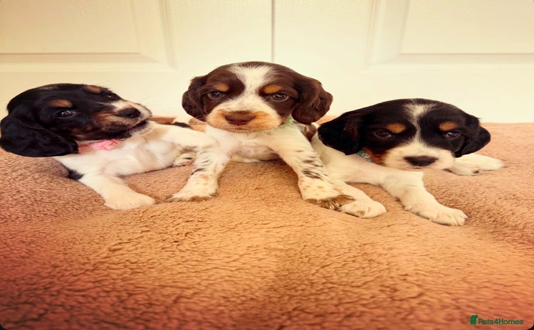 Cocker Spaniel dogs - Advert 4