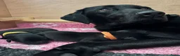 Labrador Retriever dogs for sale: KC Registered Labrador Puppies - Advert 2